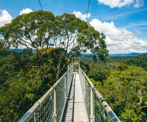 Canopy at Temburong Park