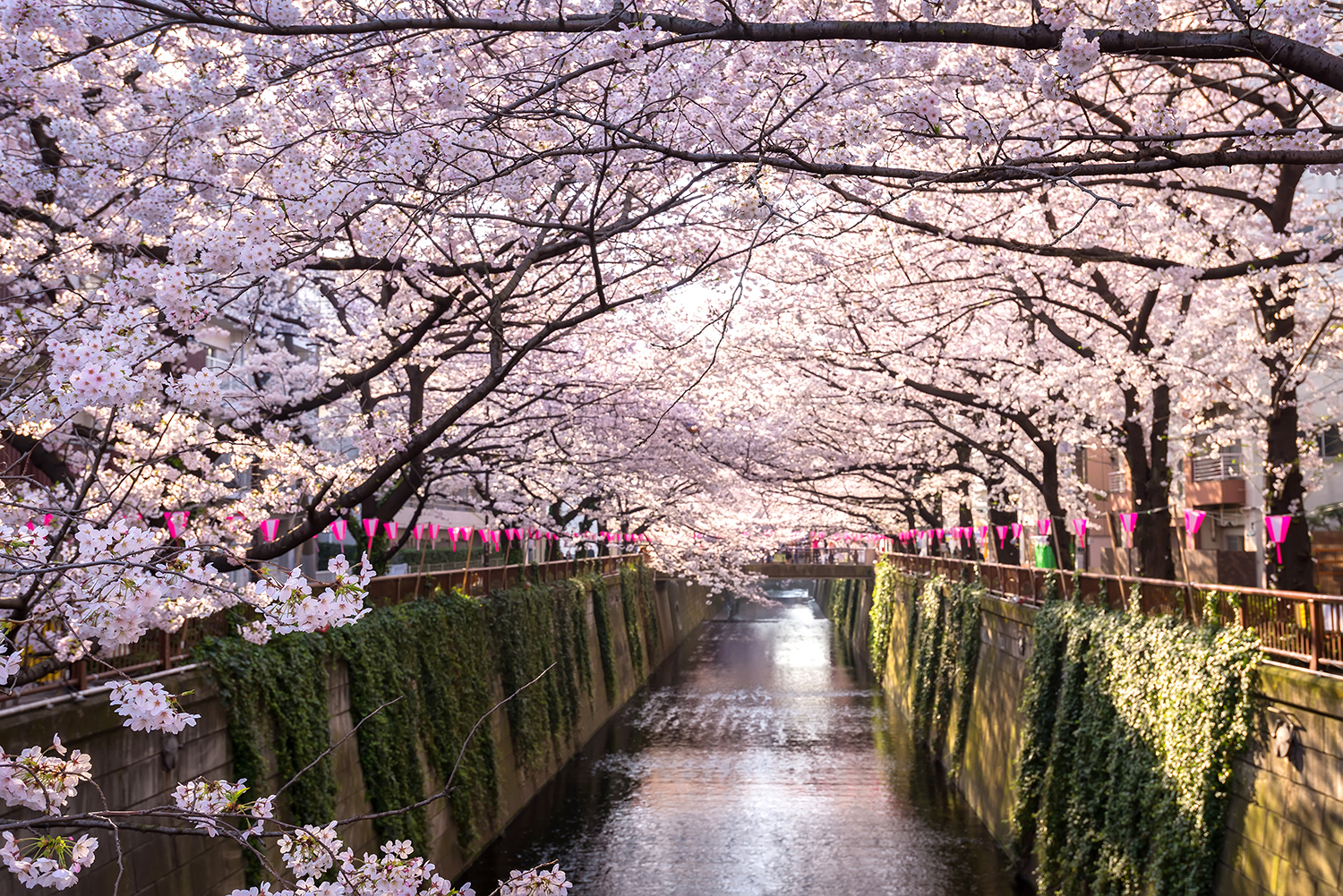 Tokyo_meguro_sakura_310072442