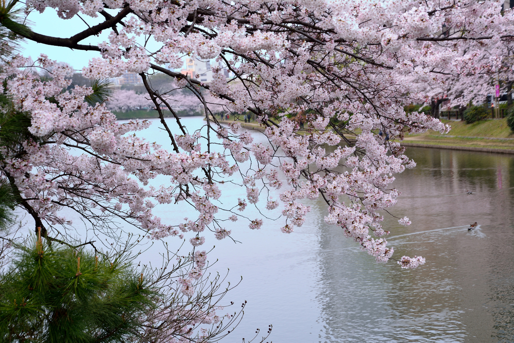 fukuoka_sakura_400468576